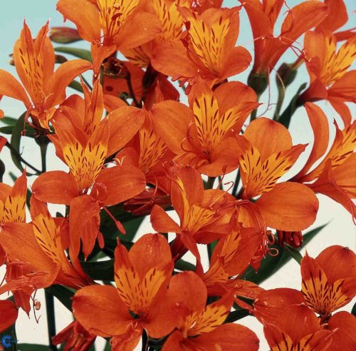 Alstromeria aurantiaca Orange King, Inkalilje, 60-80 cm høj staude Løvet er fint med en frisk blågrøn tone Blomsterne sidder i åbne klaser for enden af opret stængel Blomsterne er orange og blomstrer i juli-august Velegnet til afskæring Trives bedst i sol