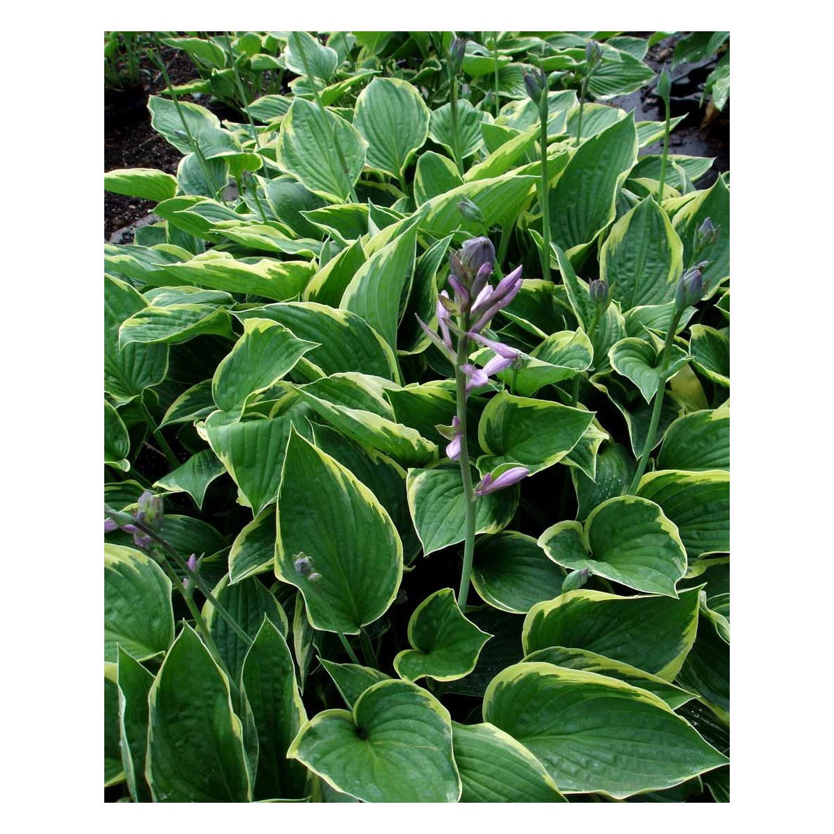 Funkia 'Aureomarginata' - Potte 2,0 liter