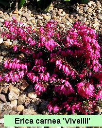 Forårslyng &apos;Vivellii&apos;