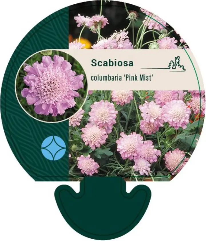 Due-Skabiosa 'Pink Mist' - Potte 0,8 Liter