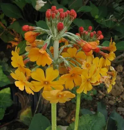 Etageprimula - Potte 1 liter