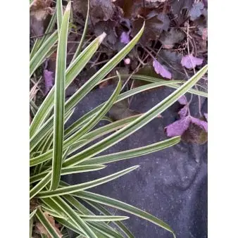 Biocovers®  Plantebaseret ukrudtsdug - 100% nedbrydelig