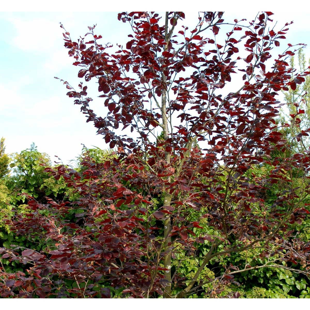 Fagus sylvatica purpurea