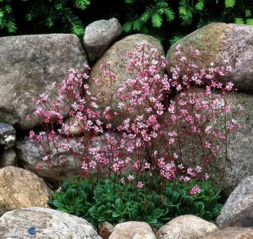 Saxifraga urbium Elliotts Variety, Porcelænsblomst,