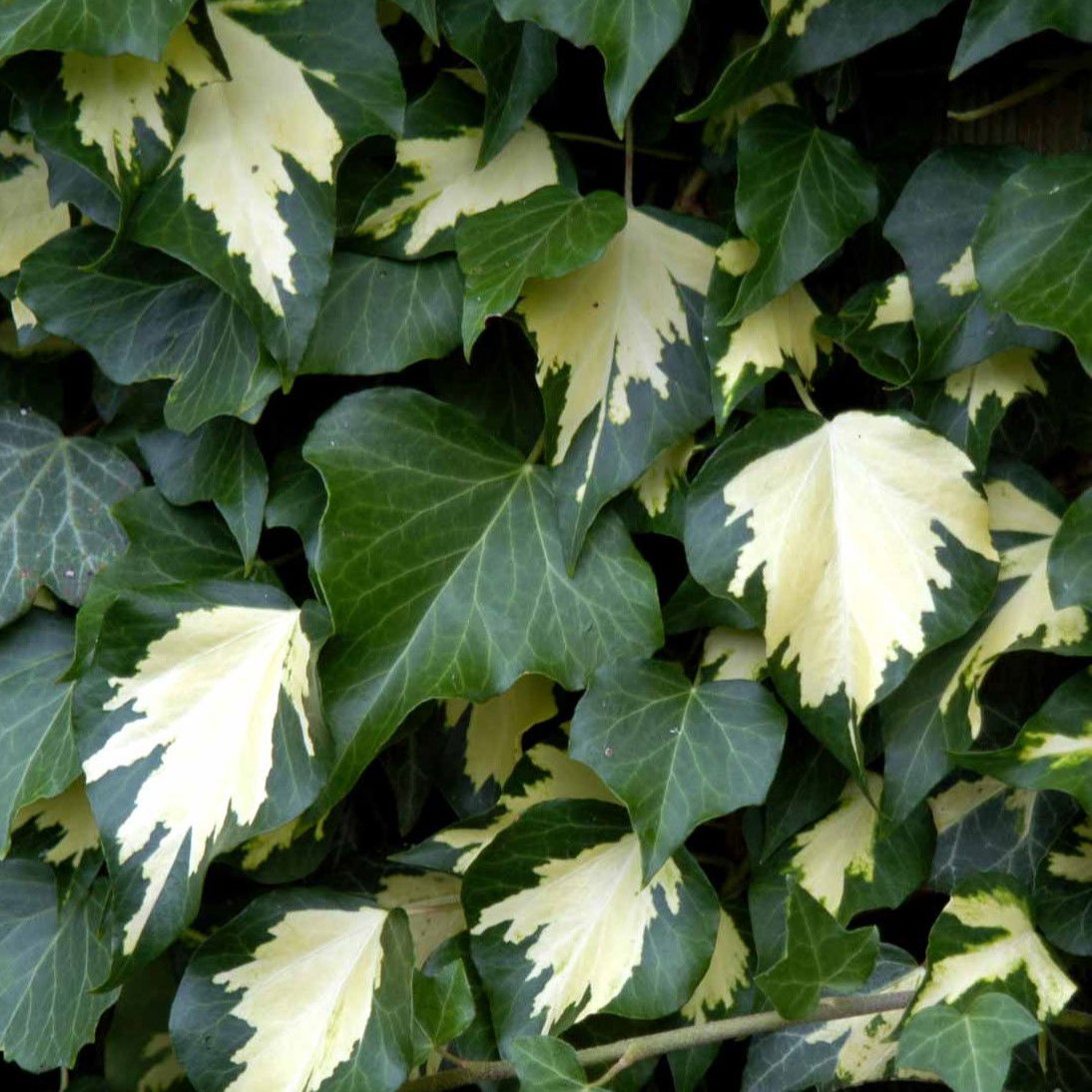 Småbladet Efeu Goldheart