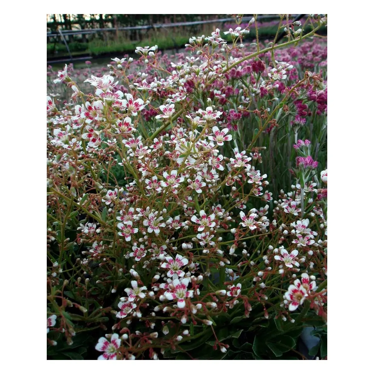 Bjergfrue 'Southside Seedling' - 10 cm. Potte