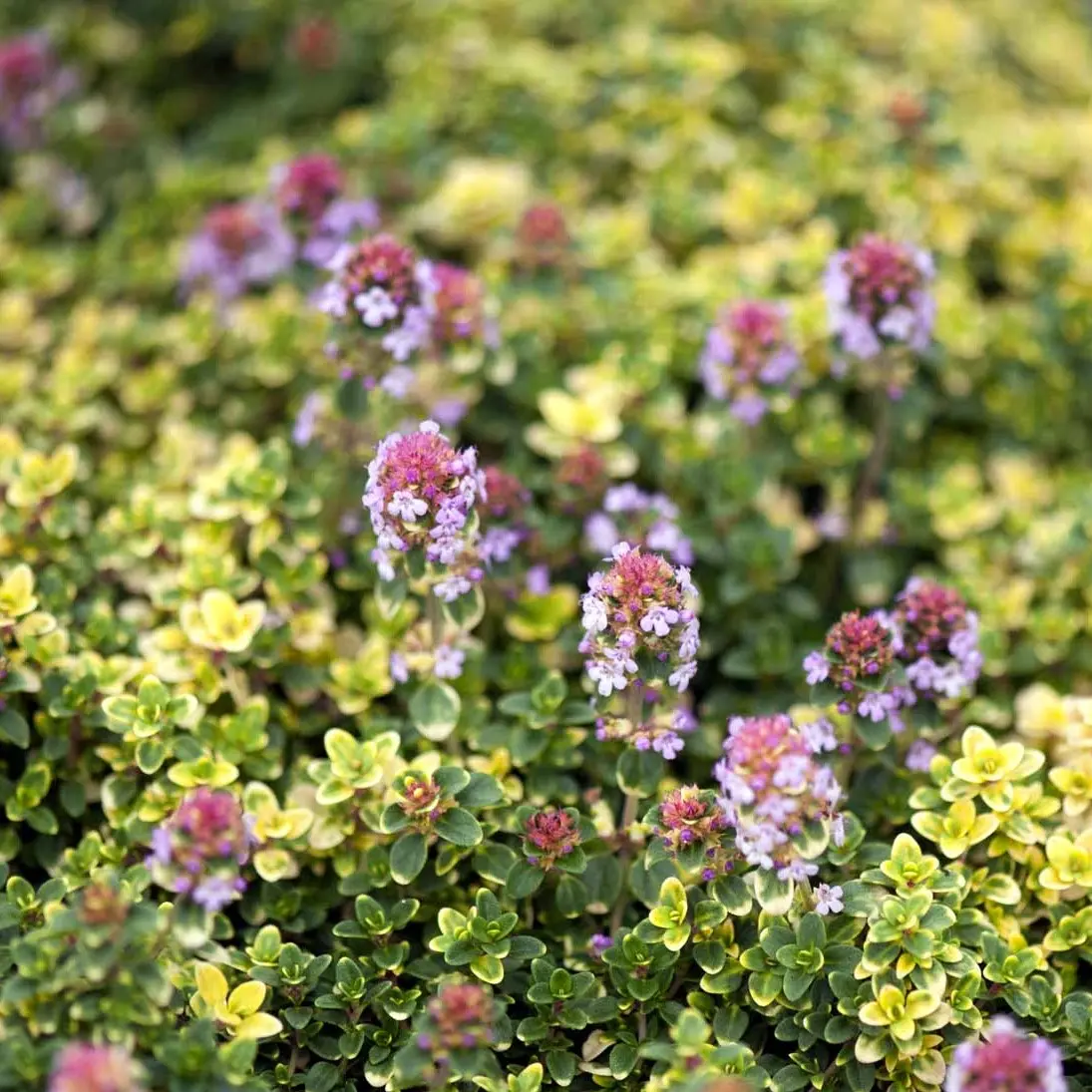 Citrontimian Doone Valley