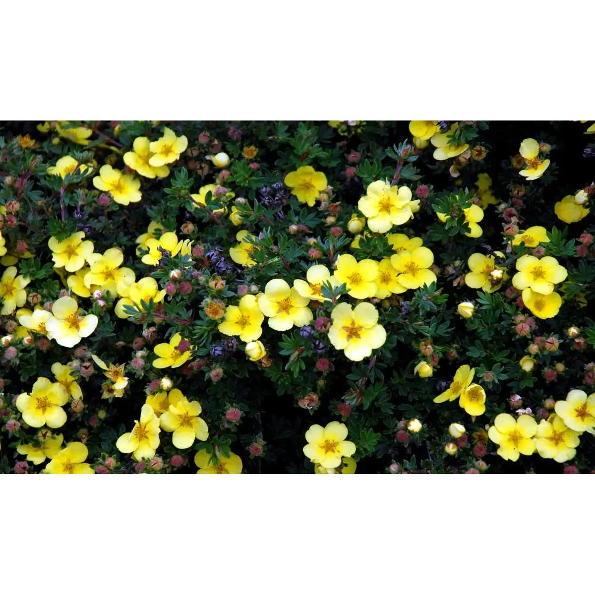 Buskpotentil &apos;Elizabeth&apos;