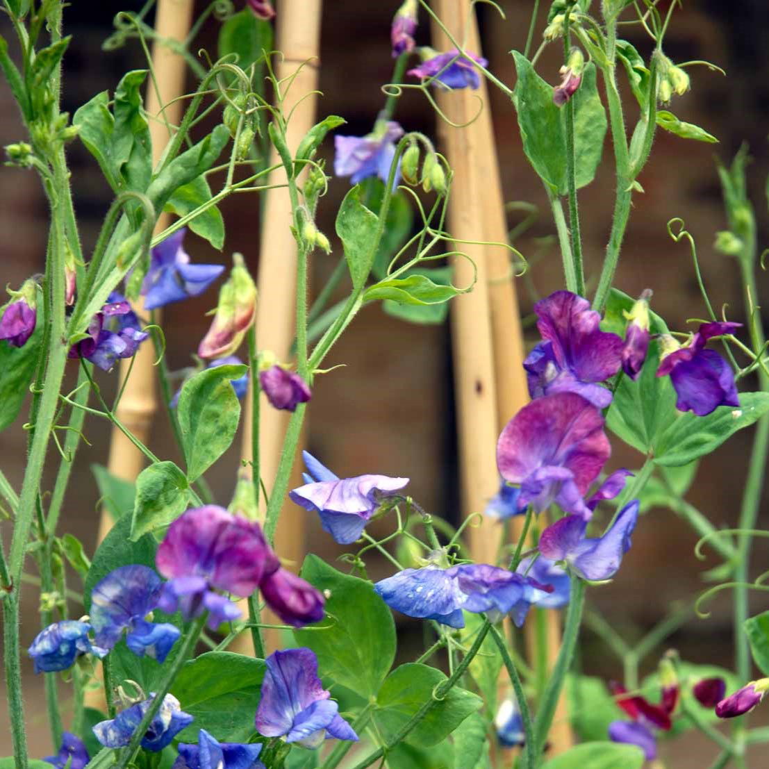 Ærteblomst Lord Nelson