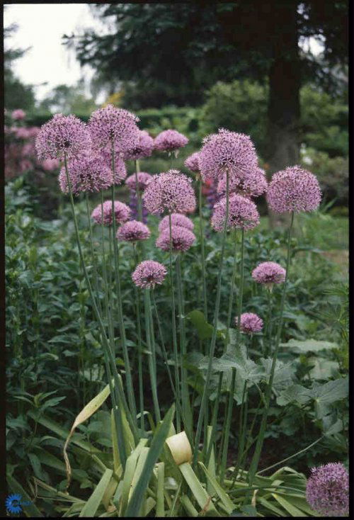Allium aflatunense, Prydløg, 90 cm høj staude Har 6-8 flade og linjeformede balde Blomsterstandene er kugleformede med lilla stjerneblomster Blomstrer i maj-juni Stort rundt løg Trives bedst i sol og almindelig havejord 12 planter pr. m2