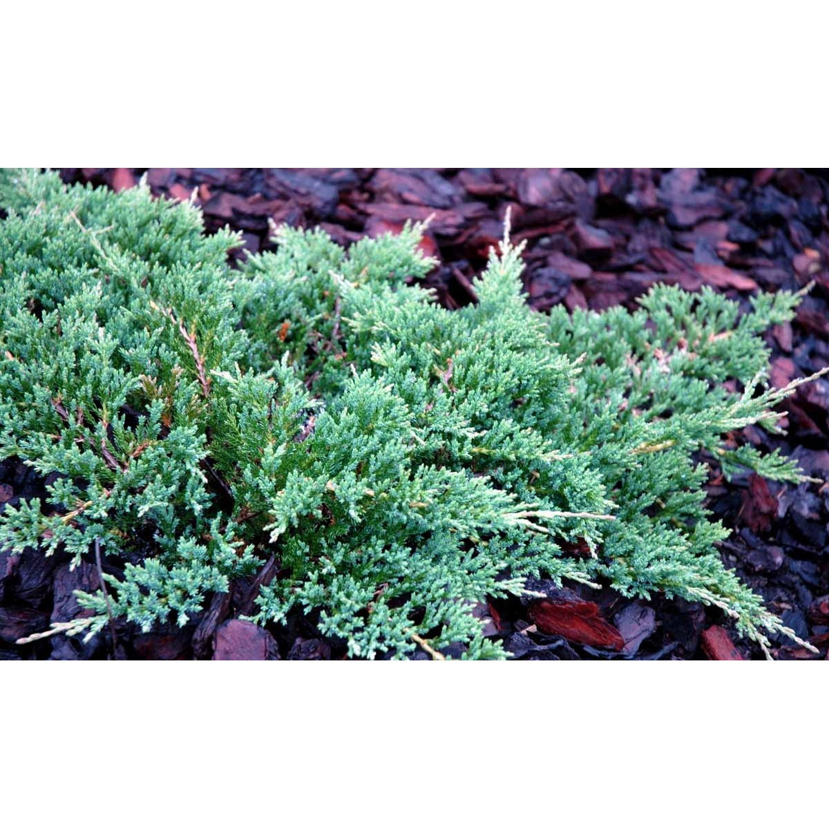 Krybende Enebær &apos;Prince Of Wales&apos;