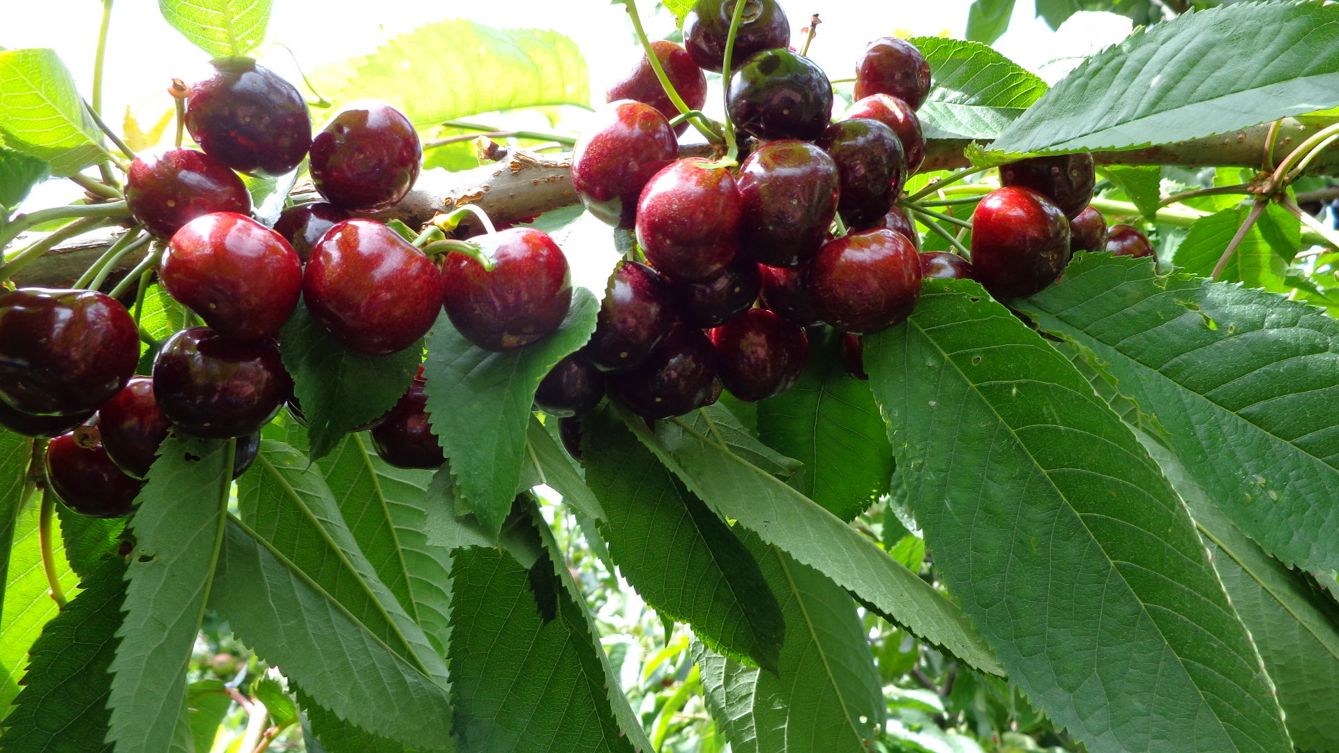 Skeena, sød kirsebær:
Selvbestøvende
Frugten:         Meget stor, fast og mørkerød.
                      Fin smag og kvalitet.
Anvendelse:  Sidst i juli. Sødkirsebær.
Vækst:           Middelkraftig, krone m. hængende grene.
I øvrigt:          Sundt