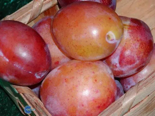 Blomme &#39;Victoria&#39; - Træ med sidegrene, Stammeomkreds 10-12 cm. Med Potte