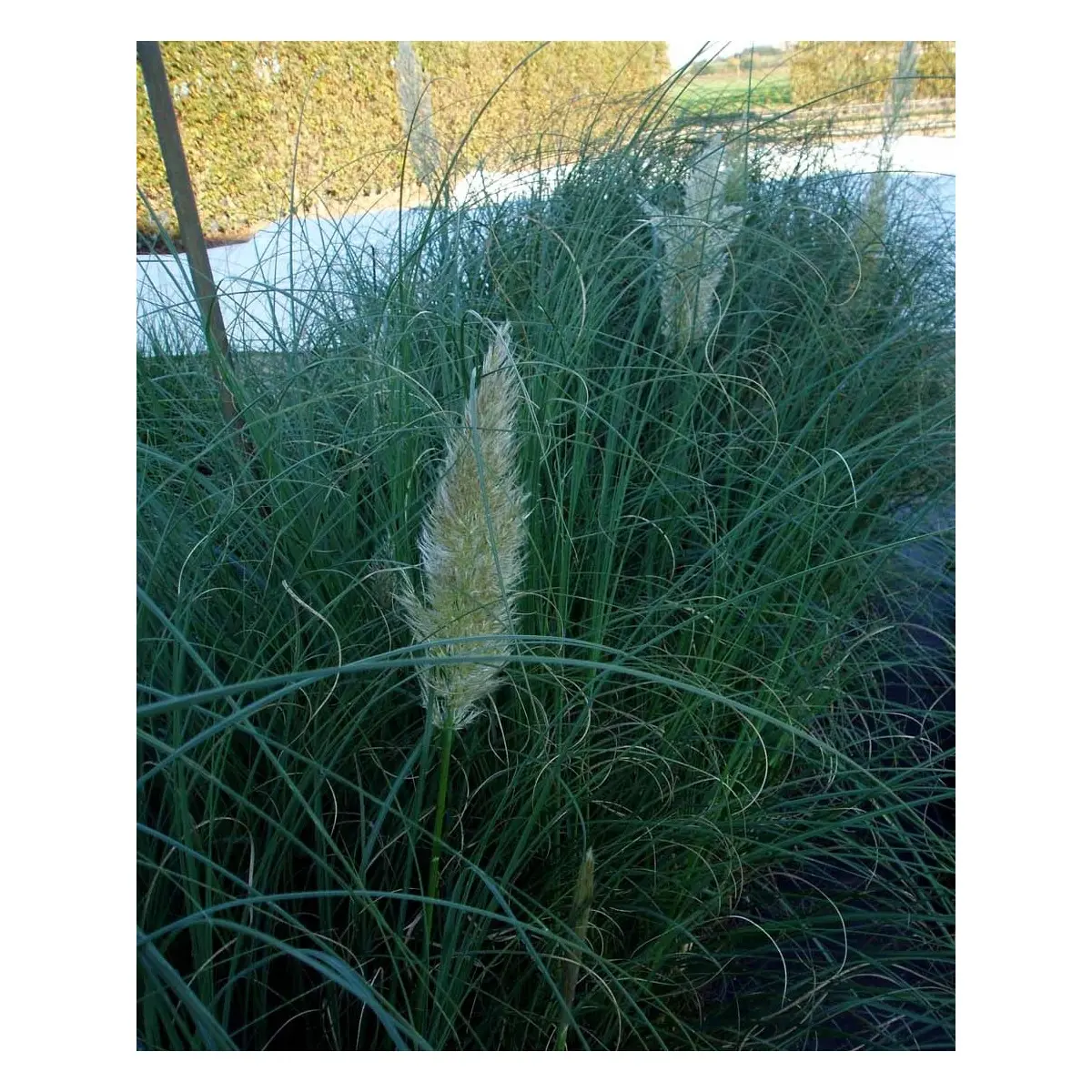 Lav Pampasgræs &apos;Pumila&apos;