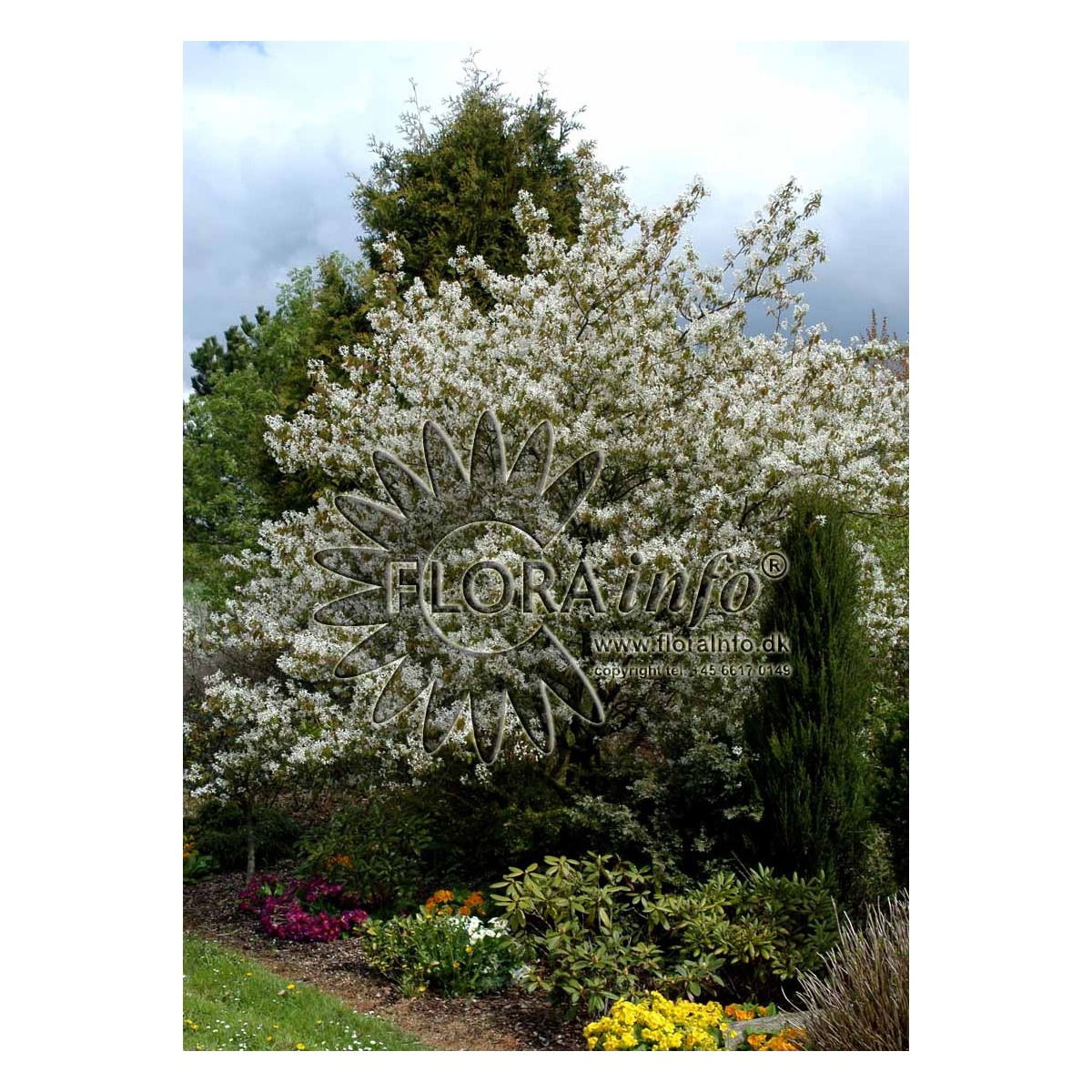 Allegheny Bærmispel