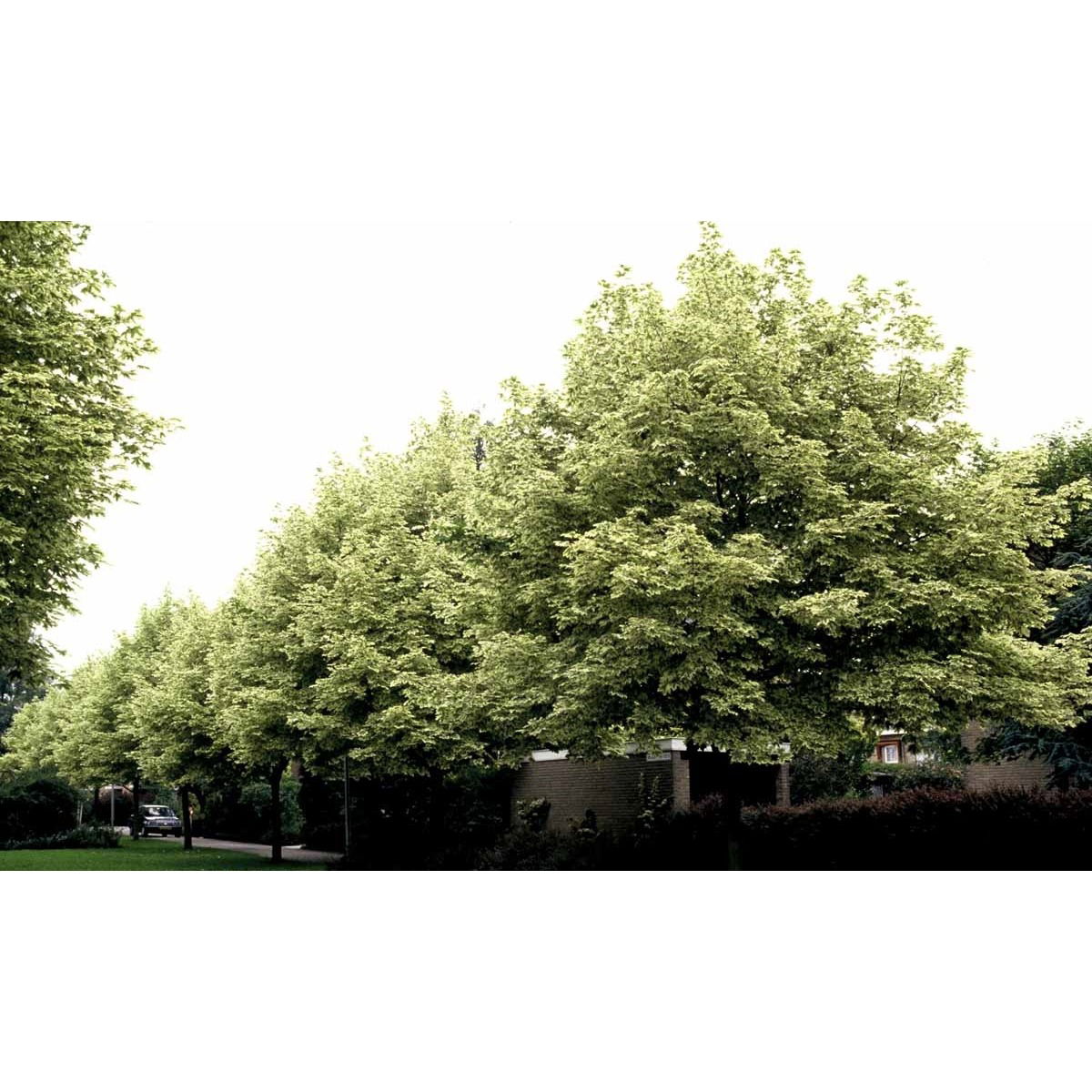 Spidsløn &apos;Drummondii&apos;