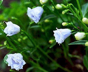 Campanula cochleariifolia &apos;Bavaria White&apos;, Dværgklokke &apos;Bavaria White&apos;,