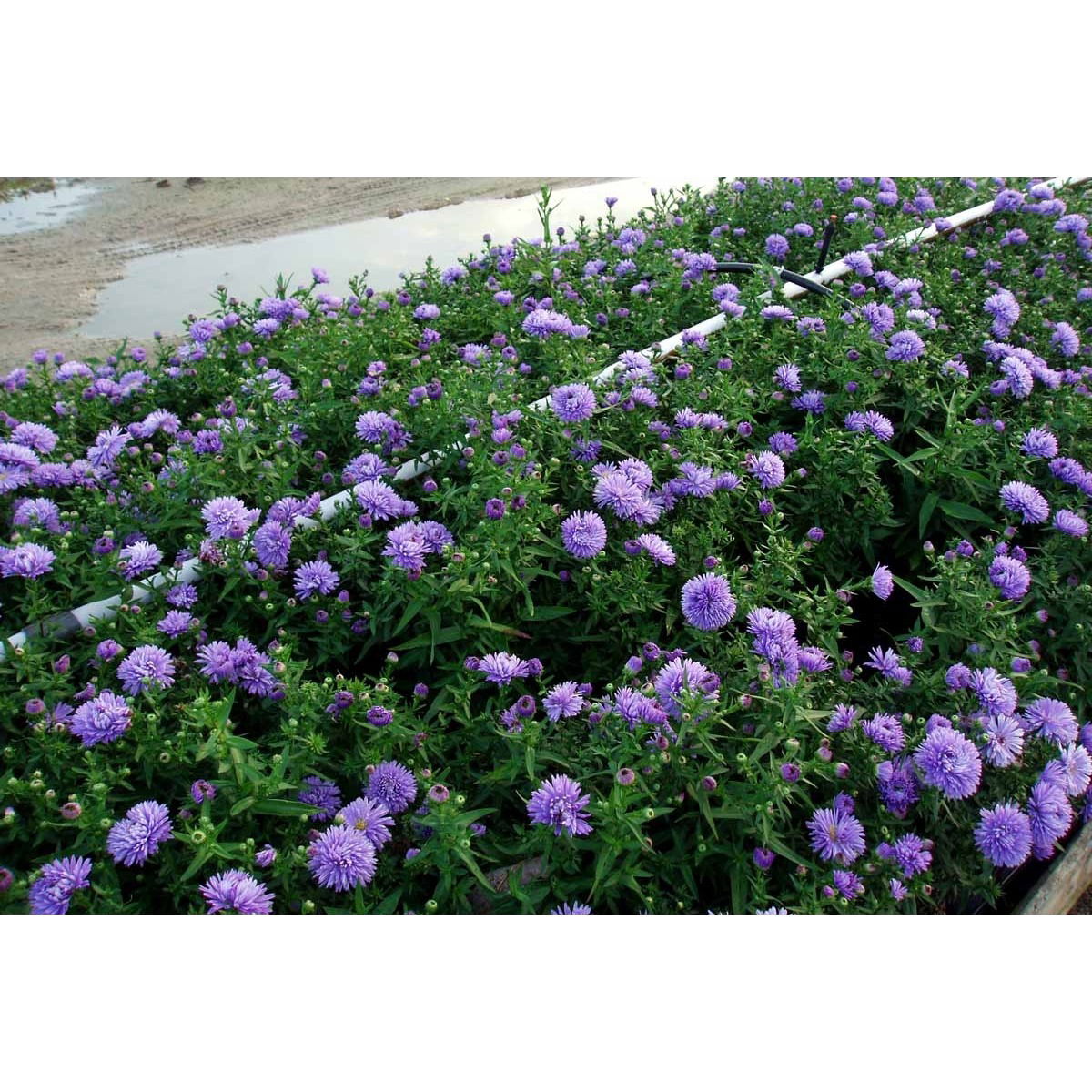 Høstaster 'Marie Ballard'