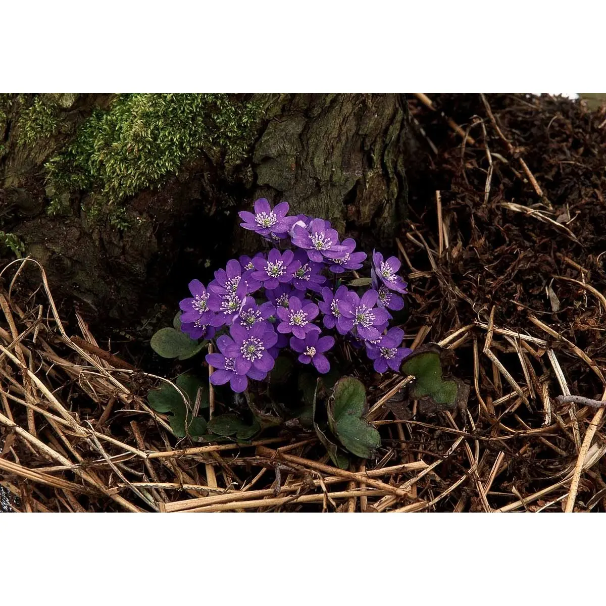 Blå Anemone - Potte 0,8 Liter