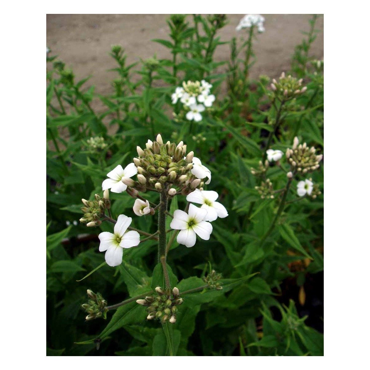 Natviol 'Alba' - Potte 1 liter