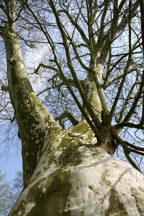 Platan &apos;Håkon&apos;