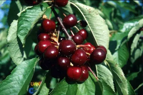 Sød Kirsebær &#39;Van&#39; (kræver bestøver) - 4-8 grene, 140-180 cm. Potte 10 liter  (Colt)