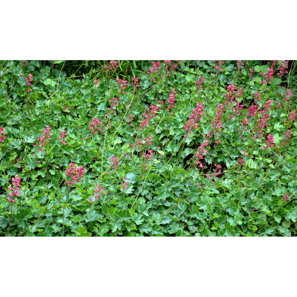 Alunrod &apos;Fire chief&apos;