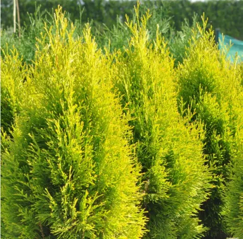 Almindelig Thuja &apos;Golden Smaragd&apos;