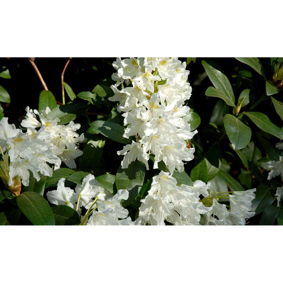 &apos;Cunningham&apos;s White&apos;