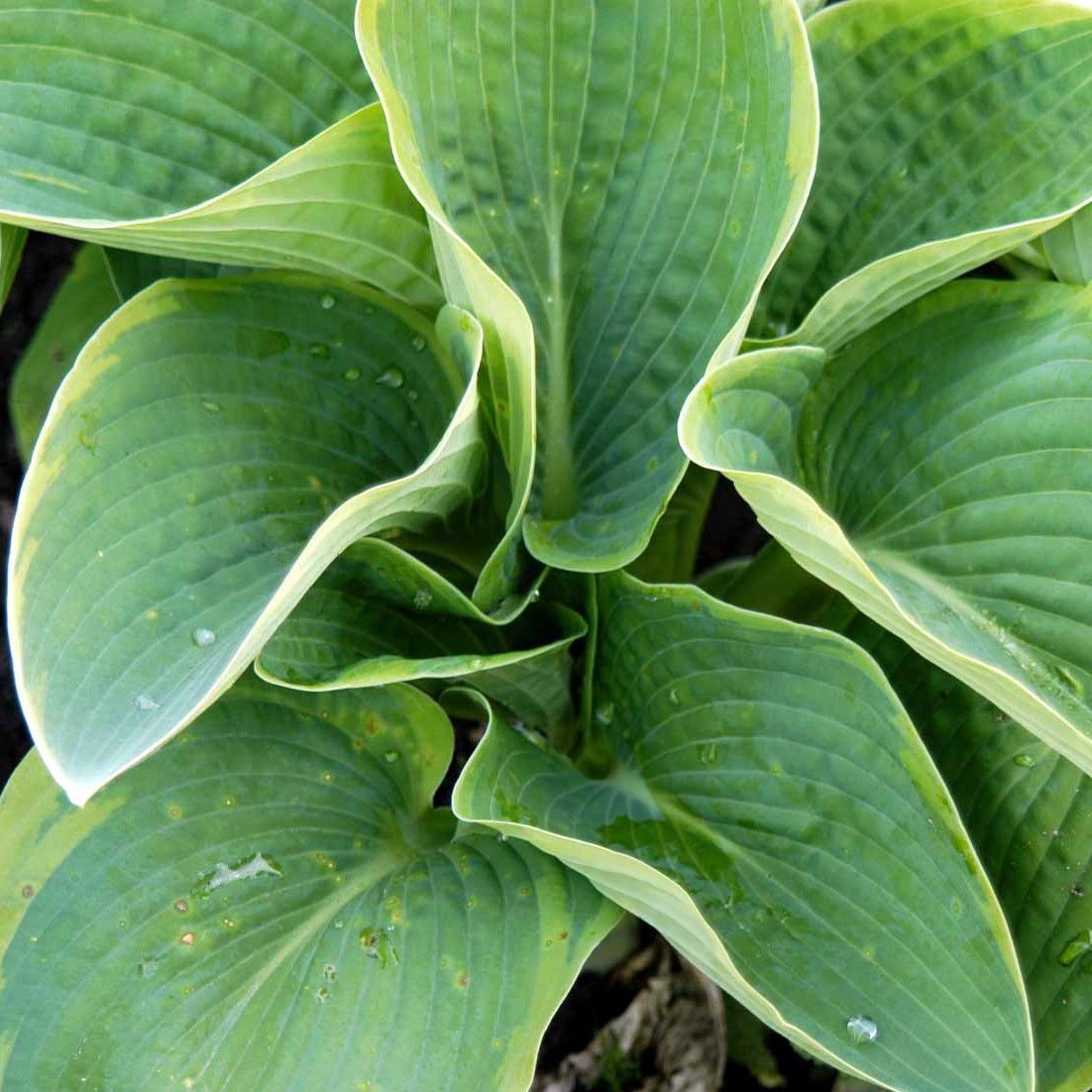 Hosta 'Blue Angel' - Potte 2,0 liter