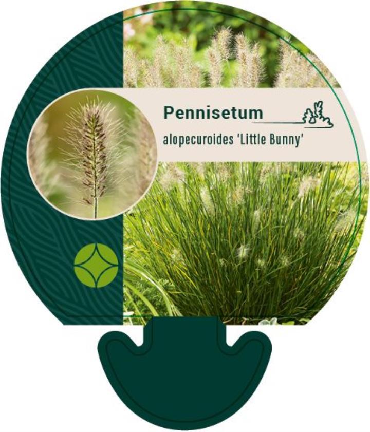 Lampepudsergræs 'Little Bunny' - Potte 0,8 Liter