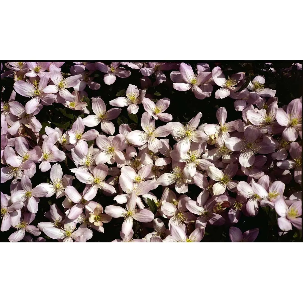 Bjerg-Skovranke &apos;Elizabeth&apos;