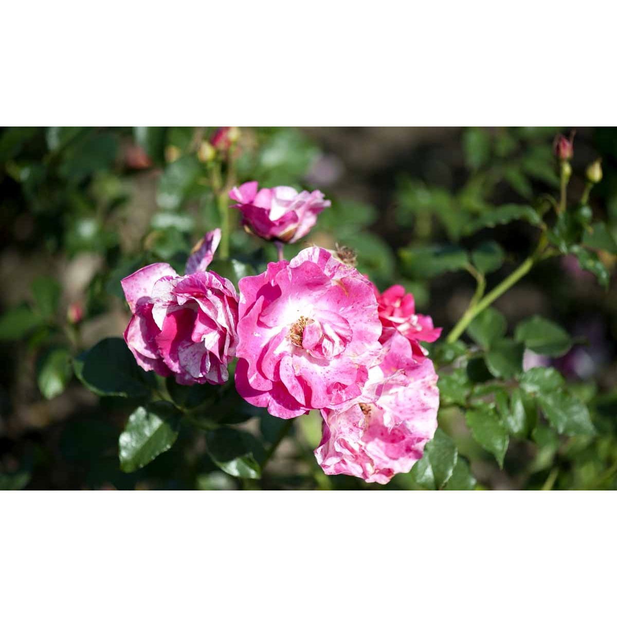 'Concert'™ (Syn. 'Calypso'™)