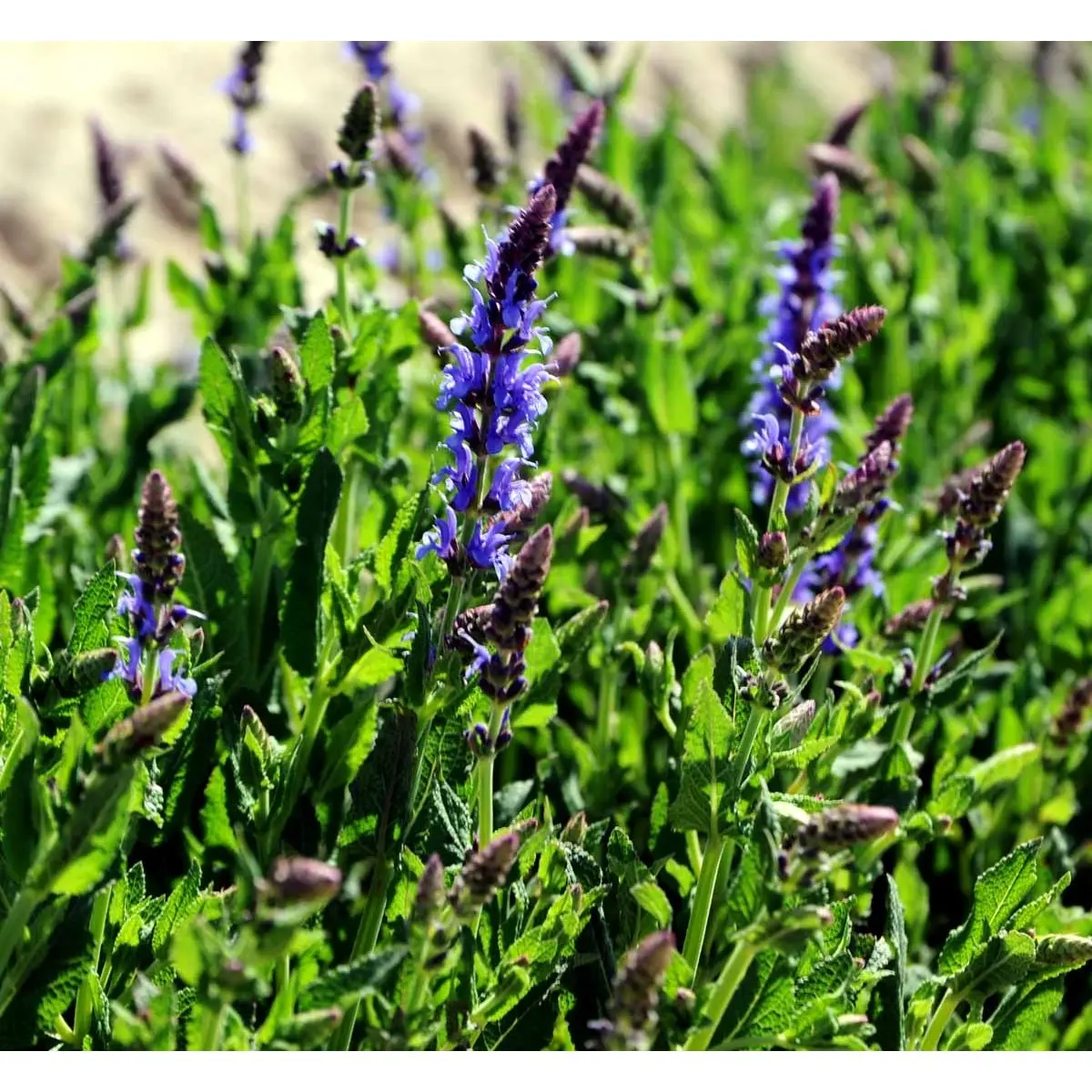 Staude-Salvie 'Blauhügel'
