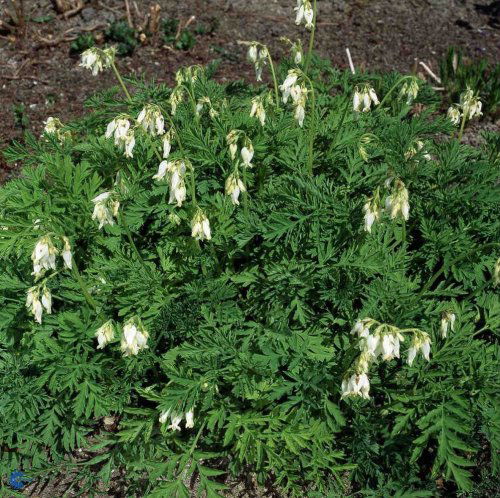 Dicentra eximia Alba, Småhjerte Alba, Lav staude, 25 cm. Blågrønne fjersnitdelte blade. Små hjerteformede hvide blomster i løse klaser i maj-september. Lyst, let skygge eller skygge. Tørketålende. Løvfældende bunddække.