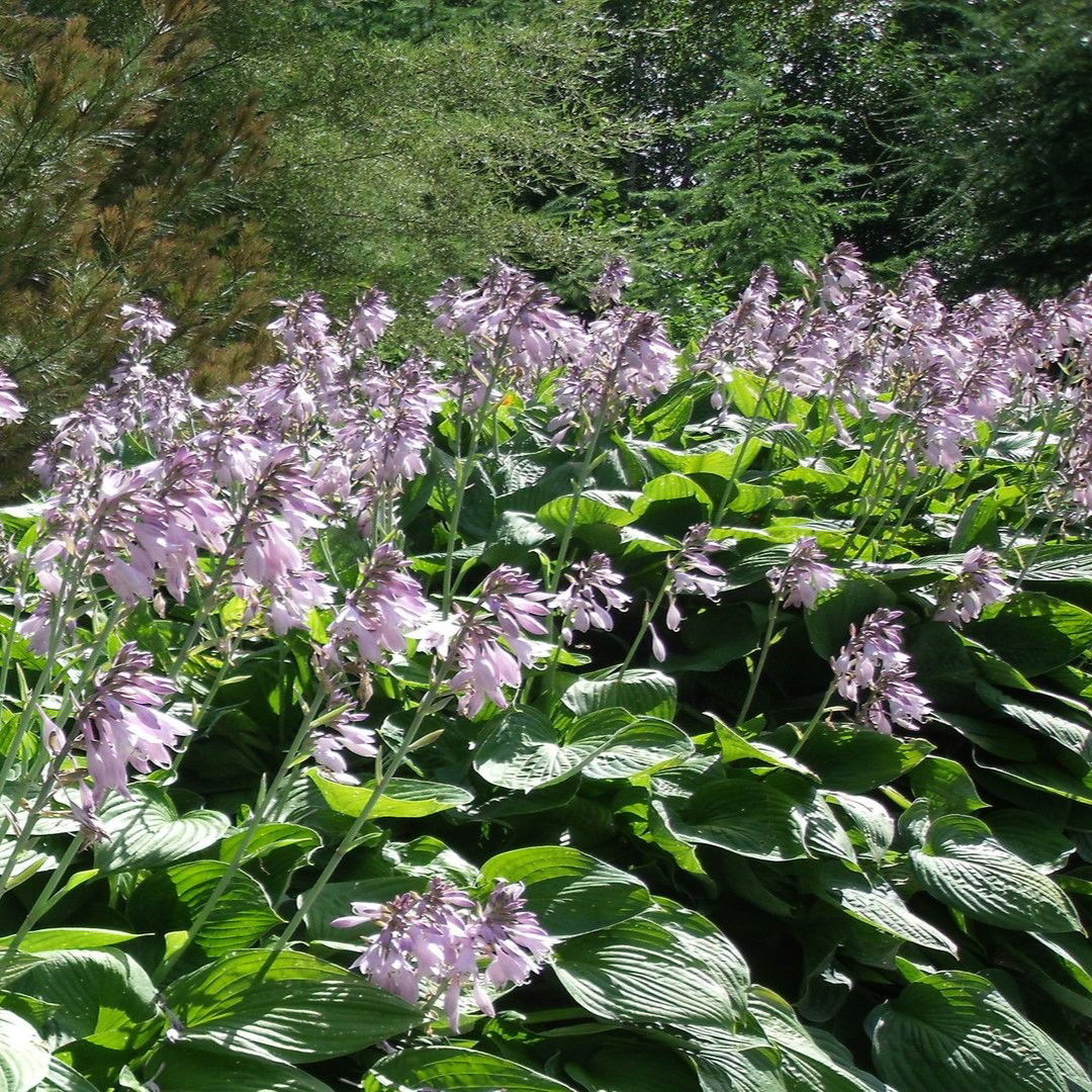 Hosta 'Empress Wu'Â® - Potte 1 liter