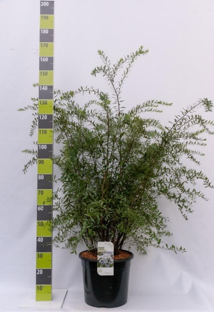 Snedrivebusk 'Grefsheim'