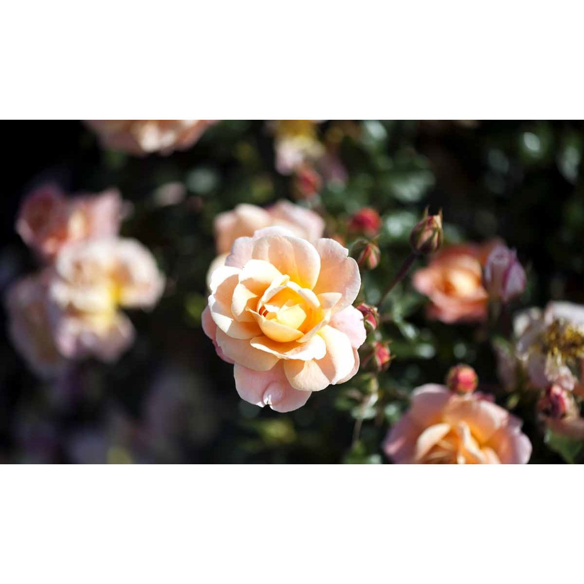 &apos;Kalmar&apos;™