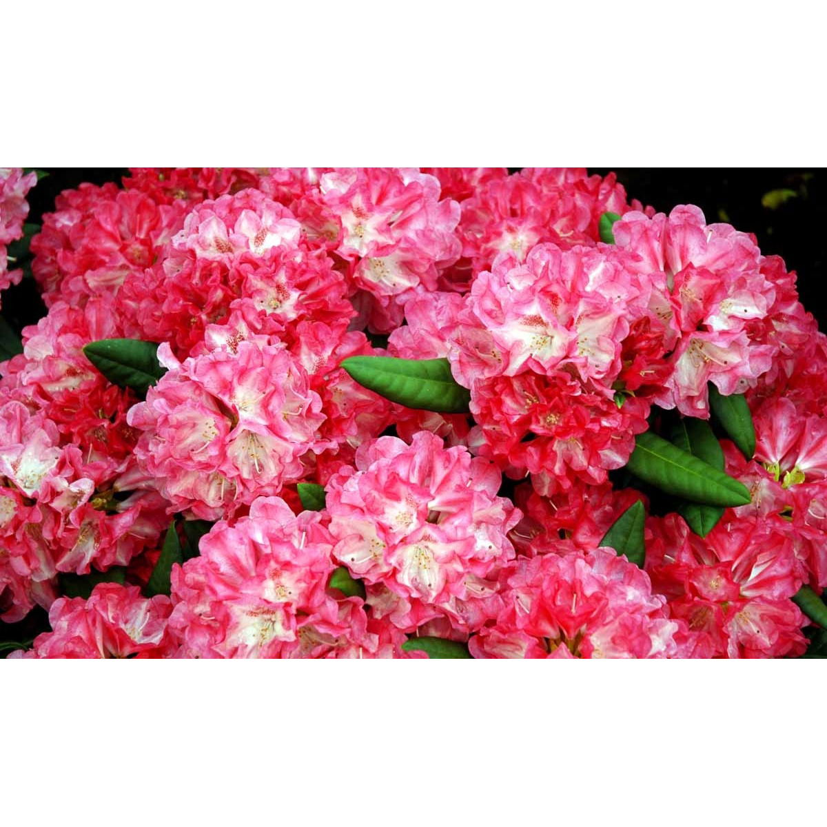 &apos;Anuschka&apos;