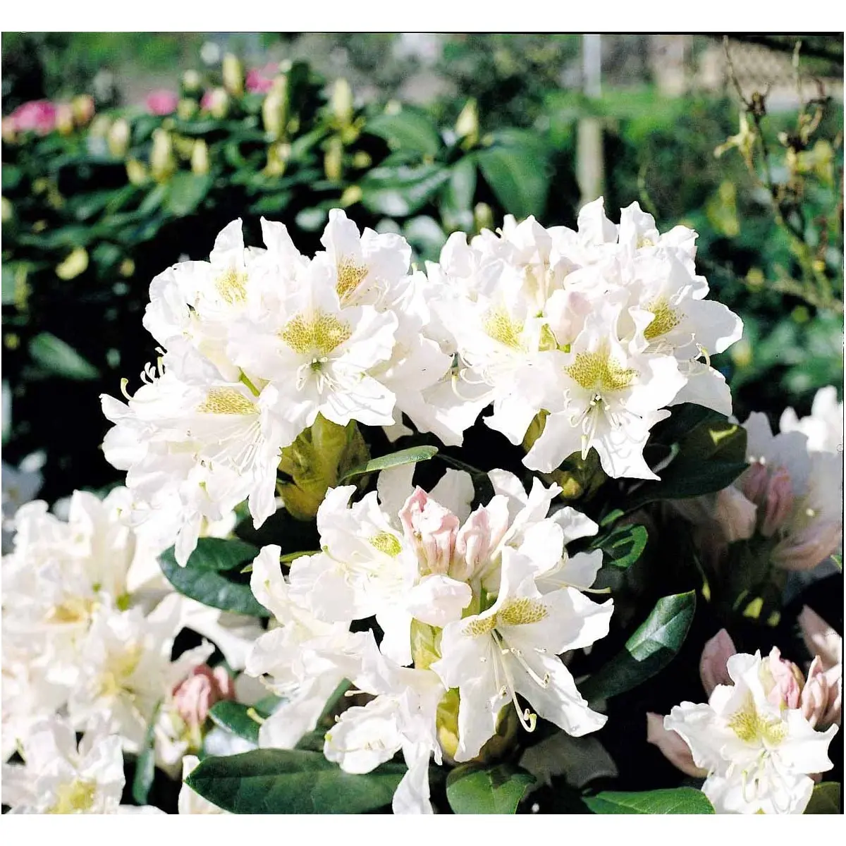 &apos;Cunningham&apos;s White&apos;