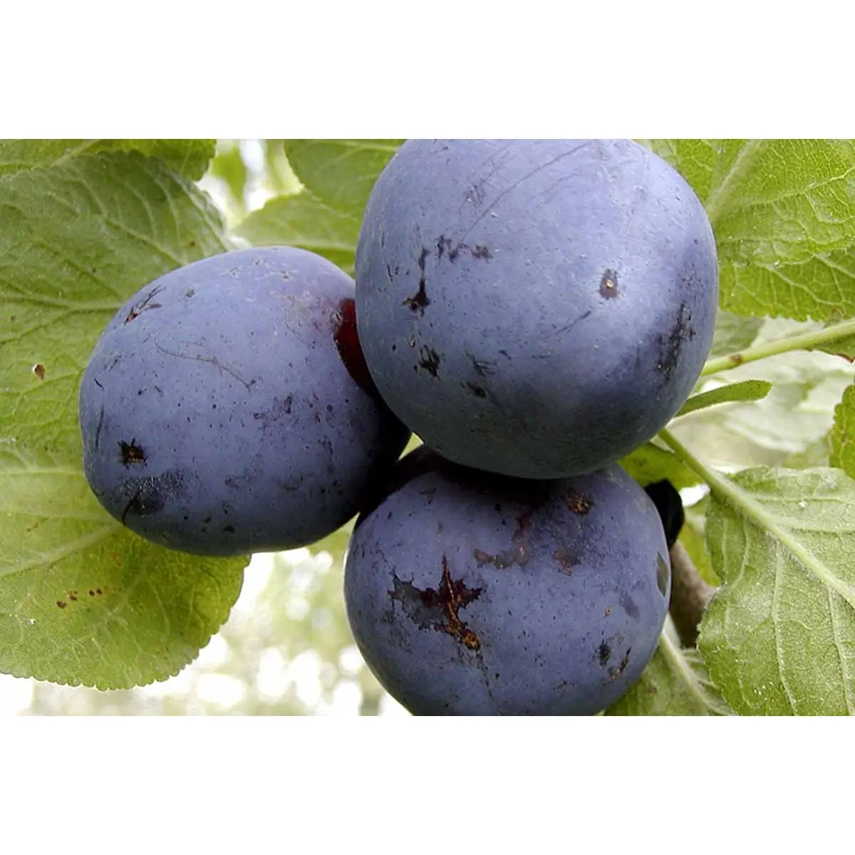 Blomme &#39;Czar&#39; - Havefrugttræ Potte 7,5 liter 150-175 cm