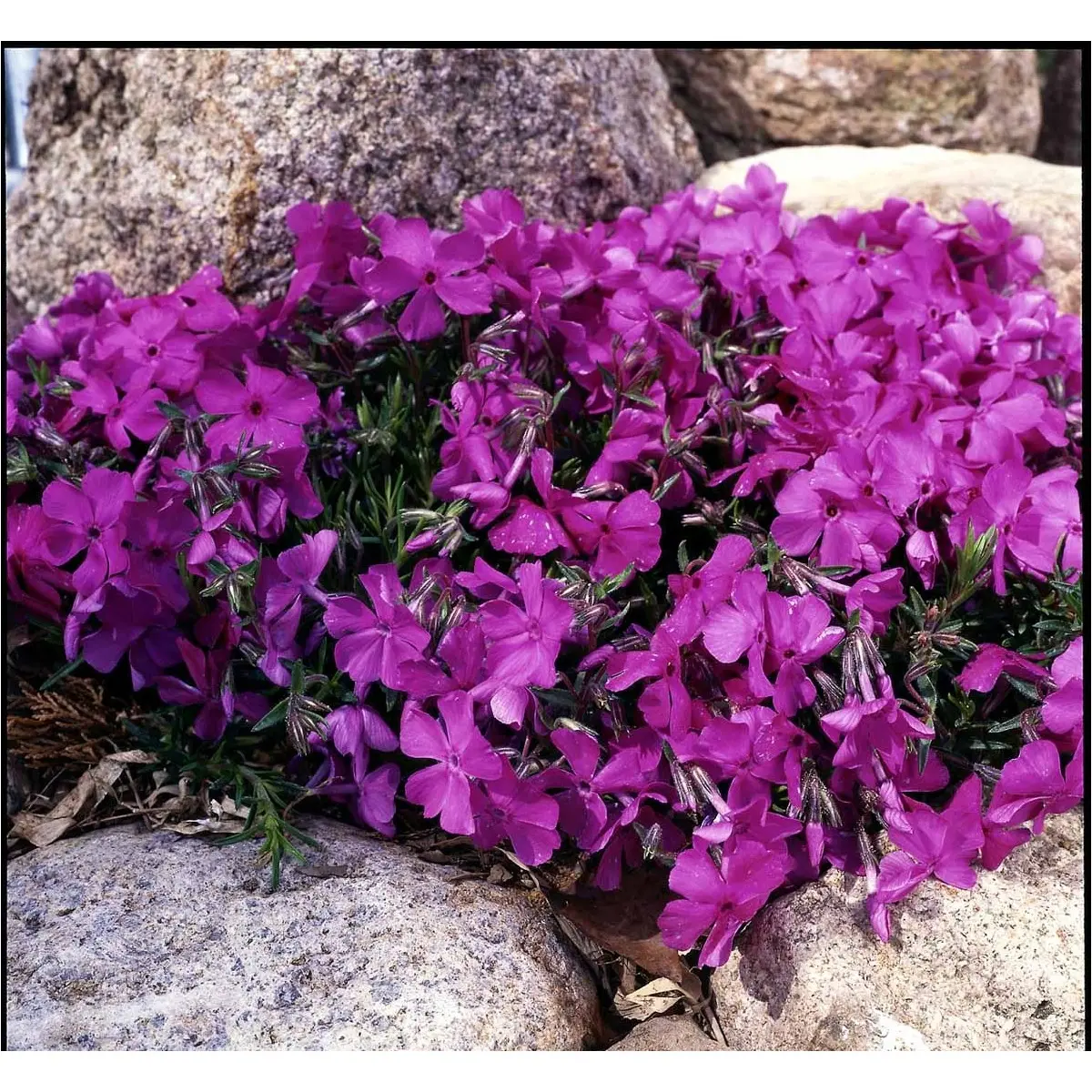 Lyngfloks 'MacDaniel's Cushion' - Potte 0,8 Liter