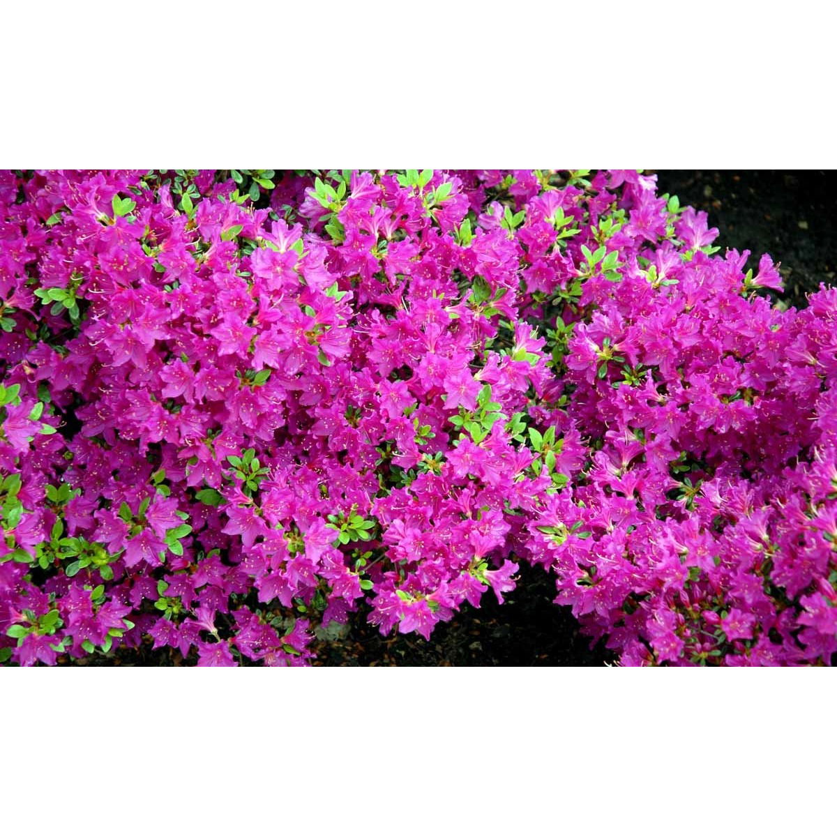 &apos;Purpurtraum&apos;