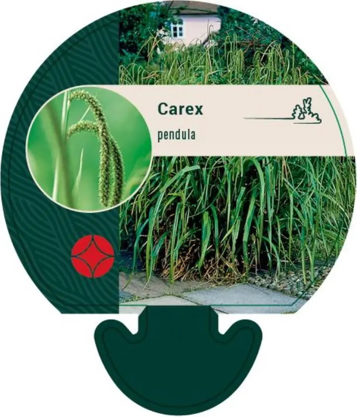 Kæmpestar - Potte 0,8 Liter
