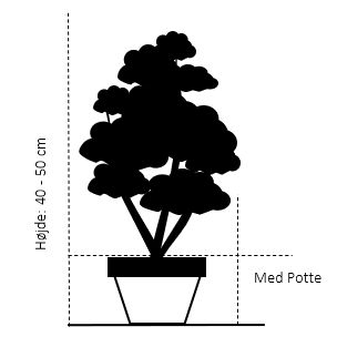Dværgkristtorn 'Fastigiata'