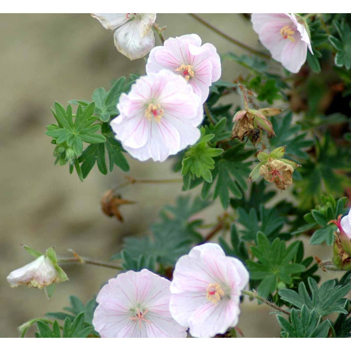 Blodrød Storkenæb &apos;Apfelblüte&apos;