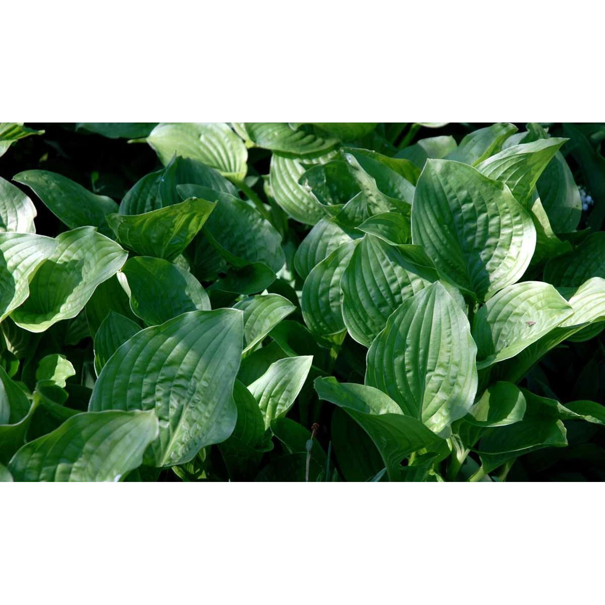 Funkia &apos;Royal Standard&apos;