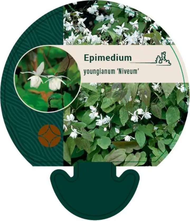 Bispehue 'Niveum' - Potte 0,8 Liter