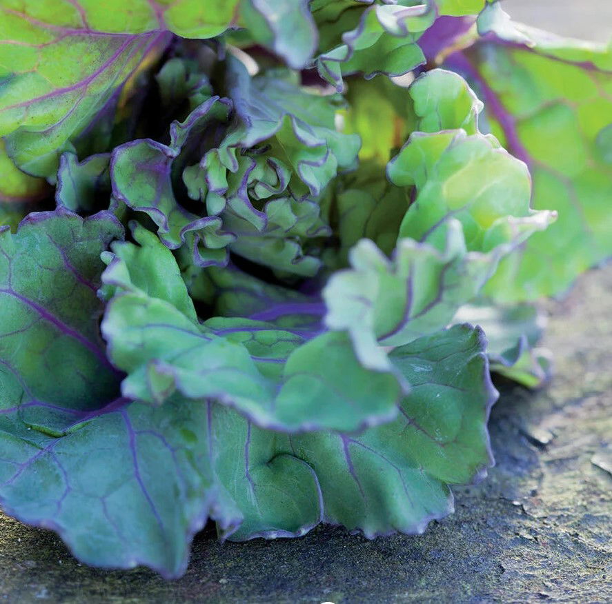 Blomsterkål 'Autumn Star' F1