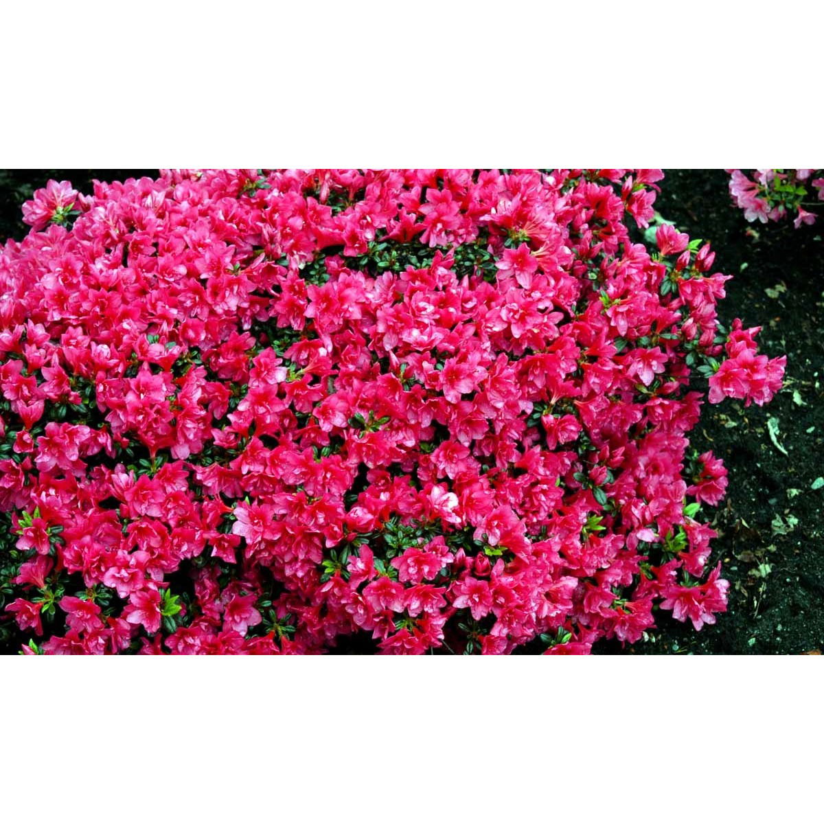 &apos;Gislinde&apos;